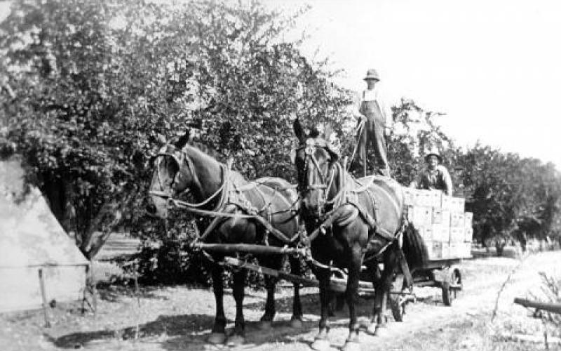 Horses Pulling a Wagon Filled with Boxes of Prunes, Geyserville, CA circa 1920 photo