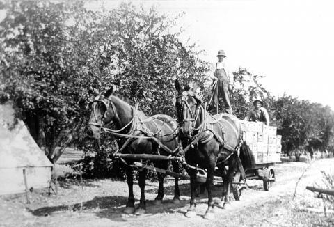 Horses Pulling a Wagon Filled with Boxes of Prunes, Geyserville, CA circa 1920 photo