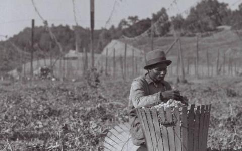 Unidentified man sorts hops near Wohler Road, Healdsburg, California, circa 1926. SCL Photo No. 40566